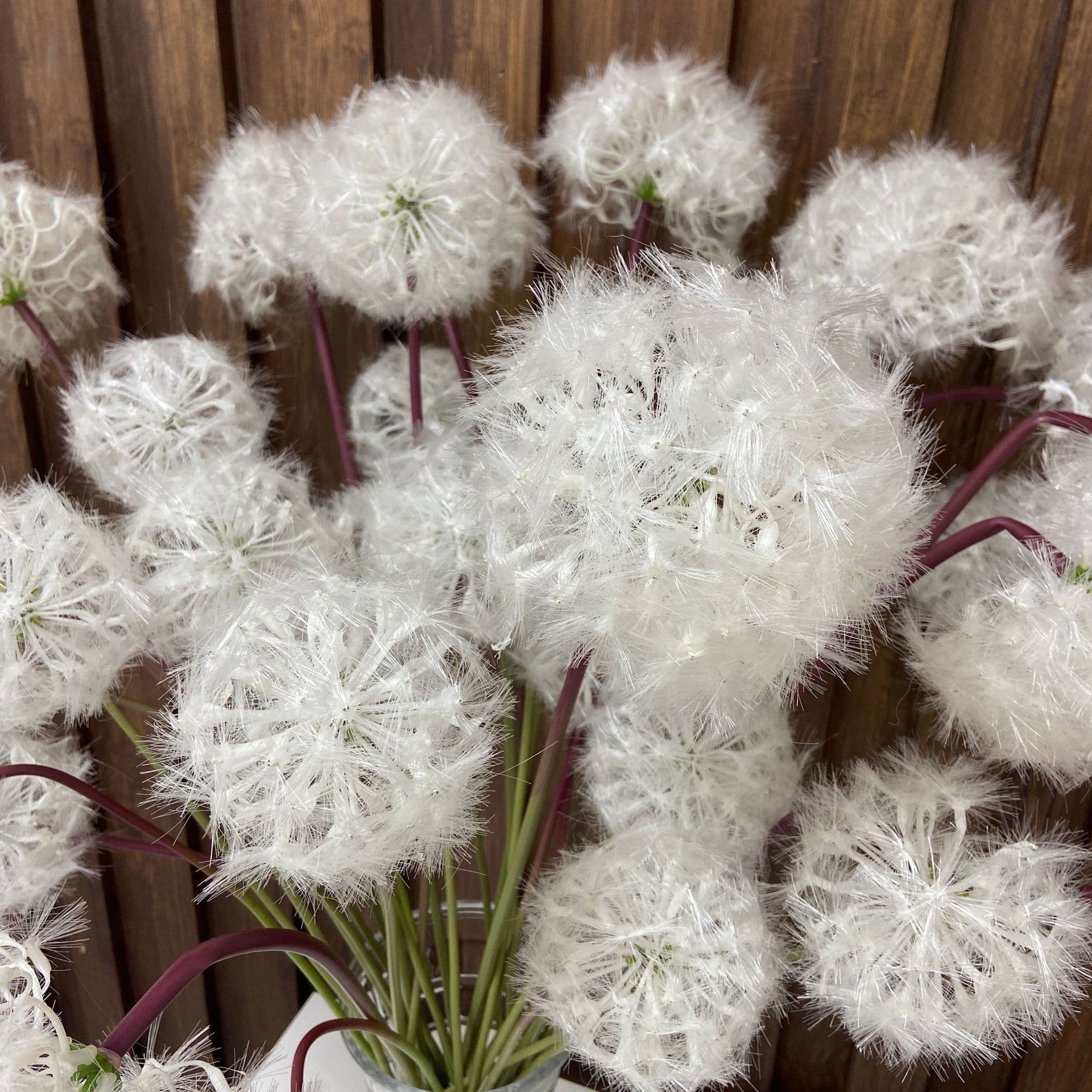D-04 popular dandelion 