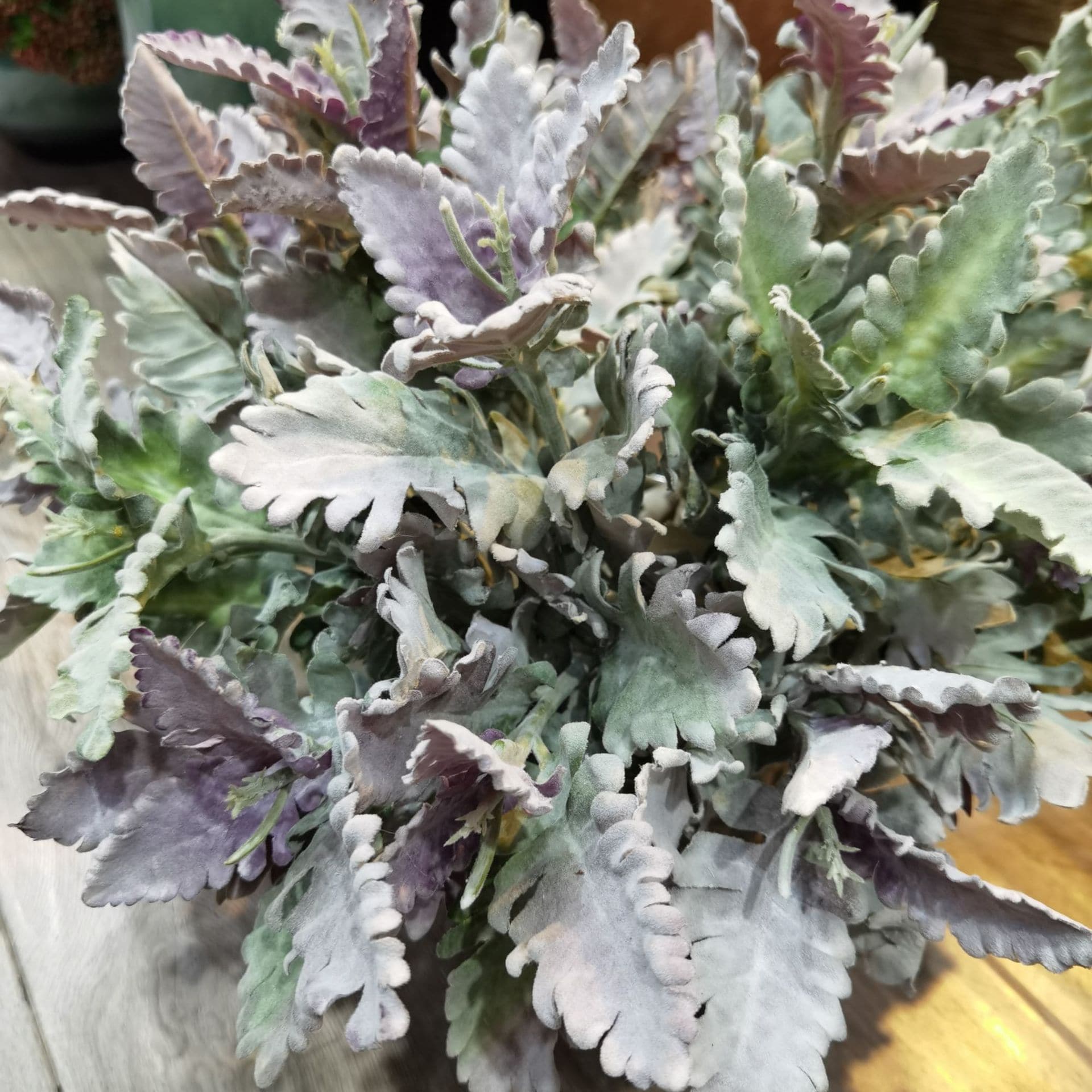 HA-14 37cm Purplish Green Silver Leaf Chrysanthemum for Office home wedding  Decoration
